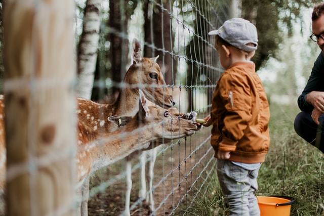 manfaat mengajak anak ke kebun binatang
